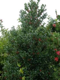 Ilex aquifolium Alaska.JPG