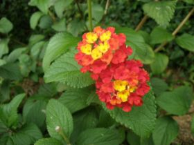 Lantana camara.JPG