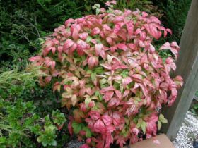 Nandina domestica Firepower.JPG