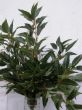 Eucalipto ficifolia.jpg