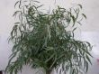 Eucalipto linifolia.jpg