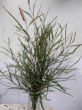 Grevillea longifolia.jpg