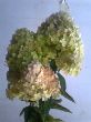 Hortensia paniculata M.jpg