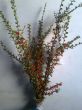 Cotoneaster simonsii (W).jpg