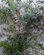 Eucalipto parvifolia Web.jpg