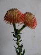 Protea (Leucospermun).JPG